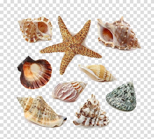 gray and beige sea shells illustration, Seashell , Seashells and starfish transparent background PNG clipart