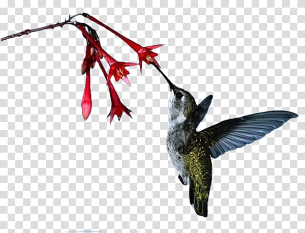 Ruby-throated hummingbird Hummingbird M Beak, humingbird transparent background PNG clipart