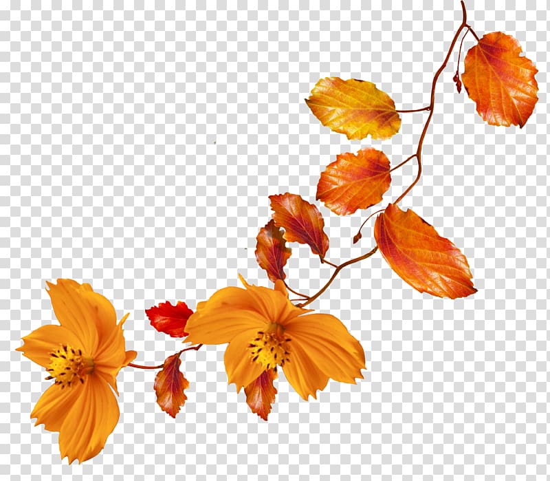 Autumn Flower , autumn leaves transparent background PNG clipart