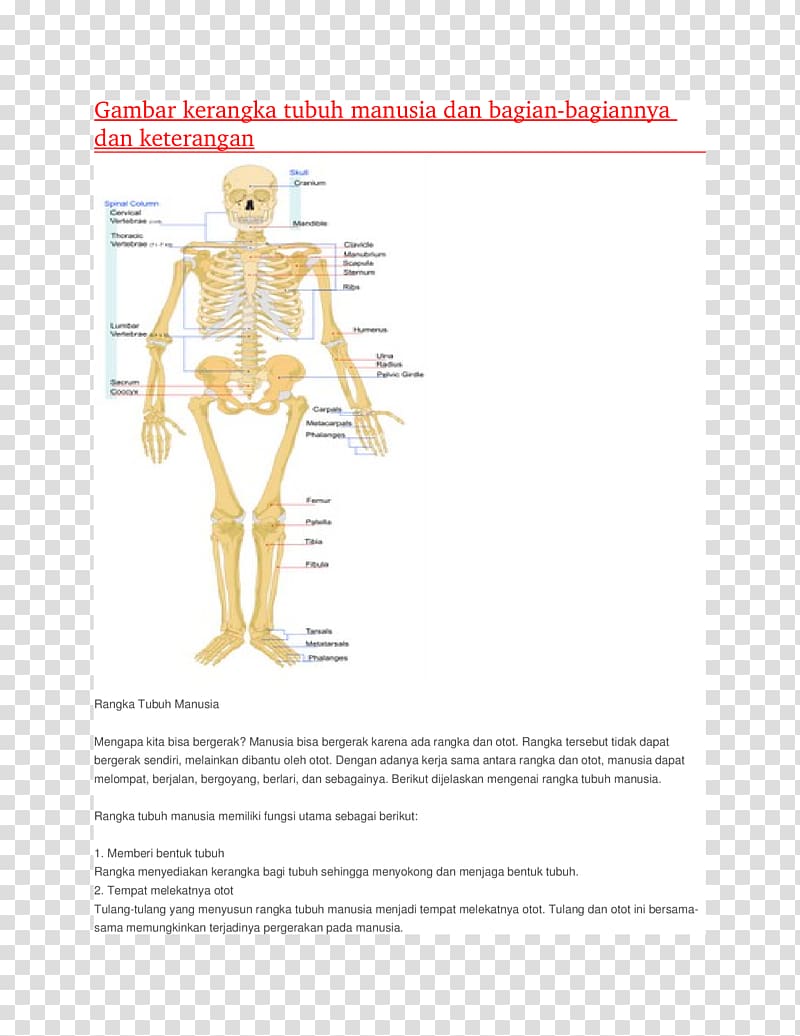 Human musculoskeletal system Homo sapiens Human skeleton Human body Muscular system, Skeleton transparent background PNG clipart