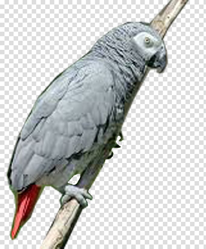 Greater vasa parrot Bird Grey parrot, grey transparent background PNG clipart