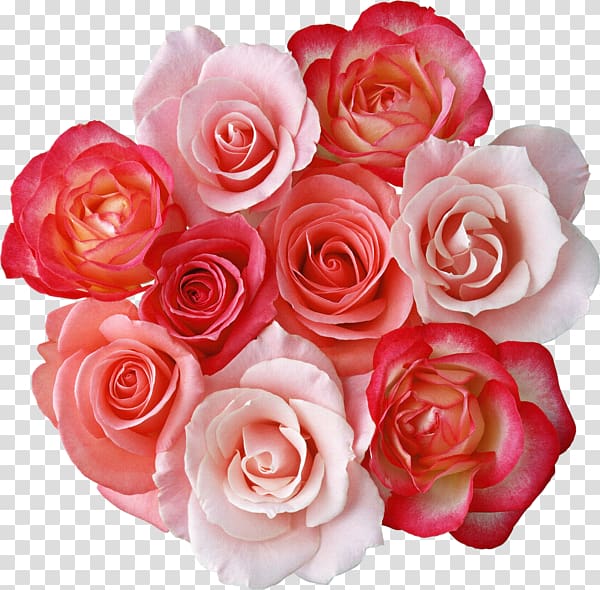 Rose Flower bouquet , Roses Bouquet , red and white rose flowers transparent background PNG clipart
