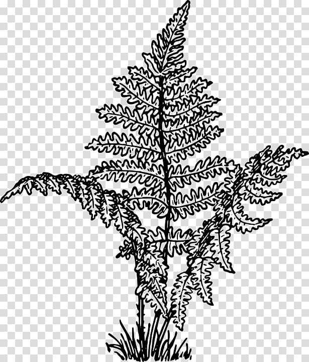 Fern Drawing Leaf , Leaf transparent background PNG clipart