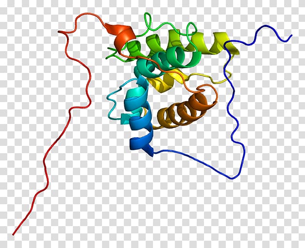 Microtubule-associated protein Protein Data Bank MAPRE3 PyMOL, Microtubule transparent background PNG clipart