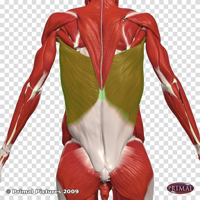 Shoulder Latissimus dorsi muscle Human back Intercostal muscle, others transparent background PNG clipart