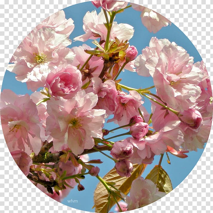 Floral design Flower Cherry blossom Prunus, flower transparent background PNG clipart