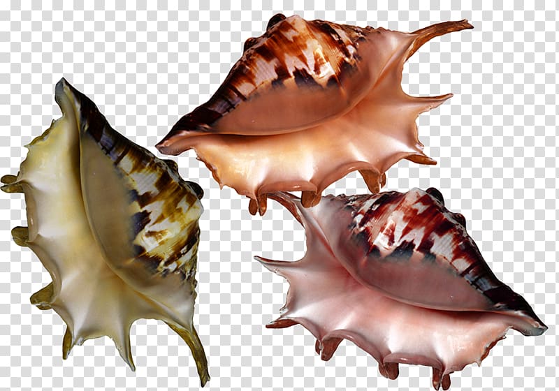 Seashell Molluscs , Conch shell material transparent background PNG clipart