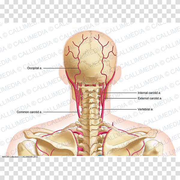 Common carotid artery External carotid artery Posterior triangle of the neck Dorsal scapular artery, Occipital Vein transparent background PNG clipart