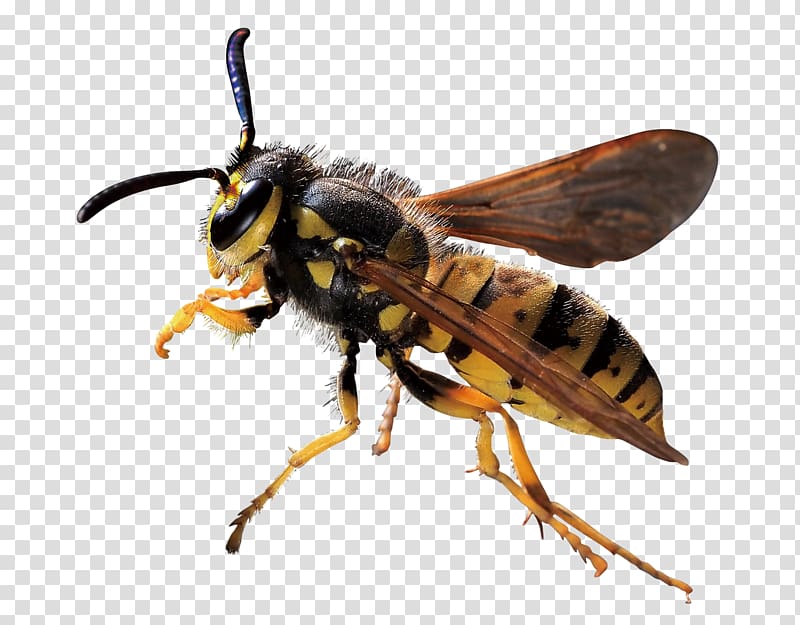 Characteristics of common wasps and bees Hornet, bee transparent background PNG clipart