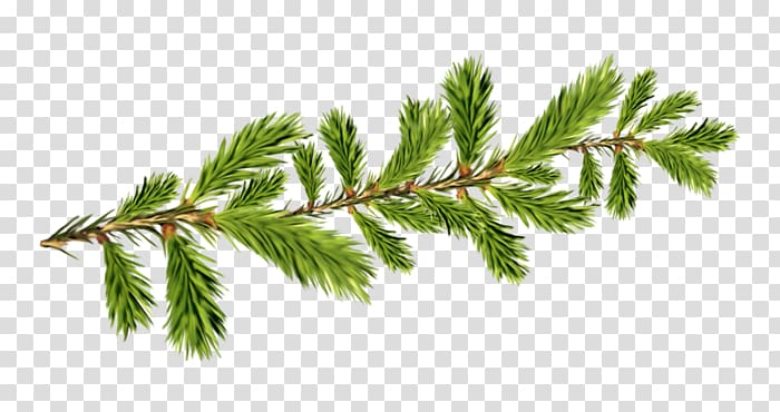 Spruce Fir Television grandfather Ded Moroz, others transparent background PNG clipart