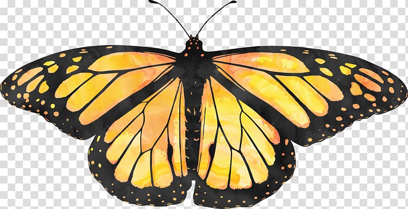 male monarch butterfly illustration, Monarch Butterfly Biosphere Reserve Monarch Butterfly Sanctuary Pacific Grove Milkweed butterfly, butterfly transparent background PNG clipart