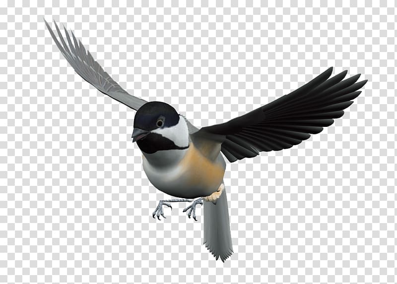 Bird Flight , bird transparent background PNG clipart