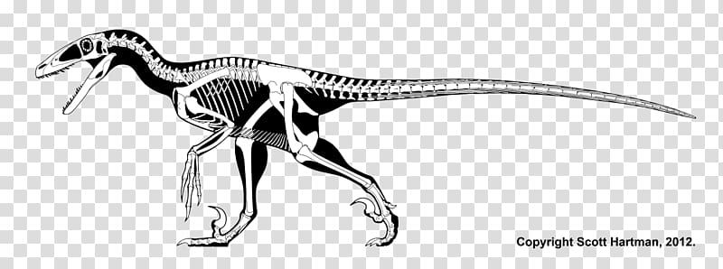 Deinonychus Velociraptor Cryolophosaurus Dinosaur renaissance Parksosaurus, Skeleton transparent background PNG clipart