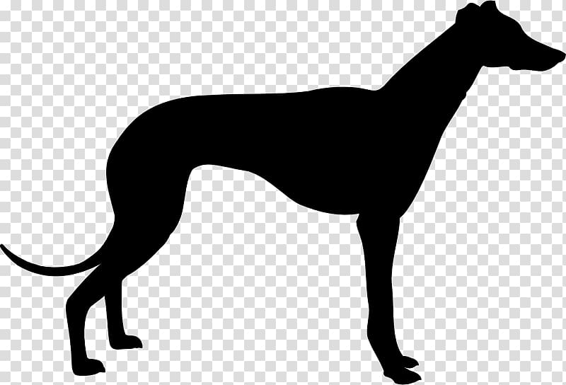 Italian Greyhound Whippet Greyhound Lines , Silhouette transparent background PNG clipart