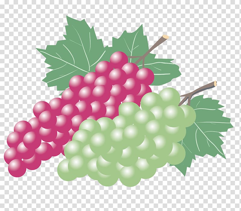 Kyoho Grape Wine Zante currant Seedless fruit, Painted red grape and white seedless grapes transparent background PNG clipart