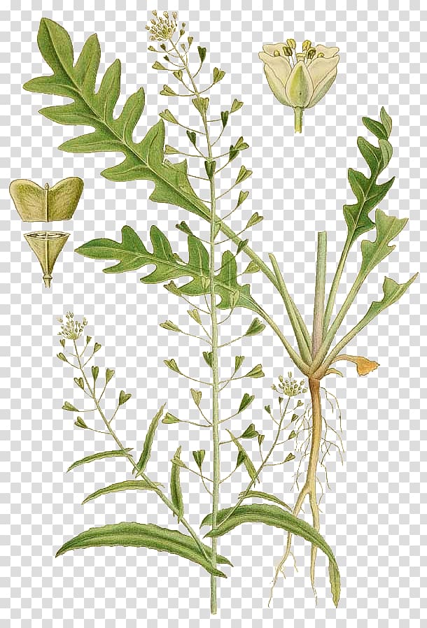 Shepherd\'s Purse Herb Annual plant Rosette, Klsebursa transparent background PNG clipart