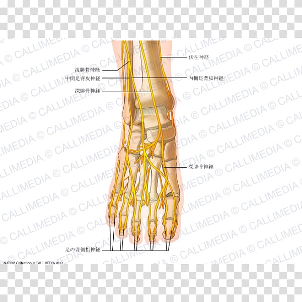 Thumb Intermediate dorsal cutaneous nerve Foot Common peroneal nerve, Human Body 3D transparent background PNG clipart