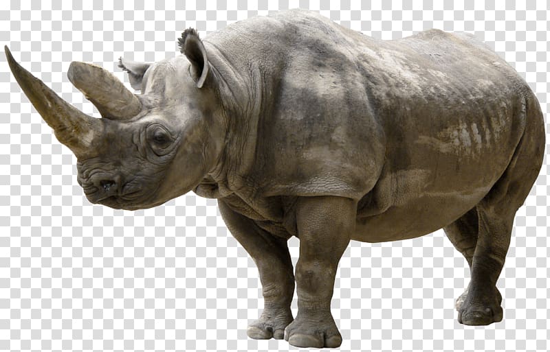White rhinoceros , rhinoceros transparent background PNG clipart