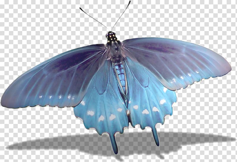 Butterfly u041du0430u0442u044fu0436u043du0430 u0441u0442u0435u043bu044f Blue Ceiling graphic printing, Blue butterfly transparent background PNG clipart