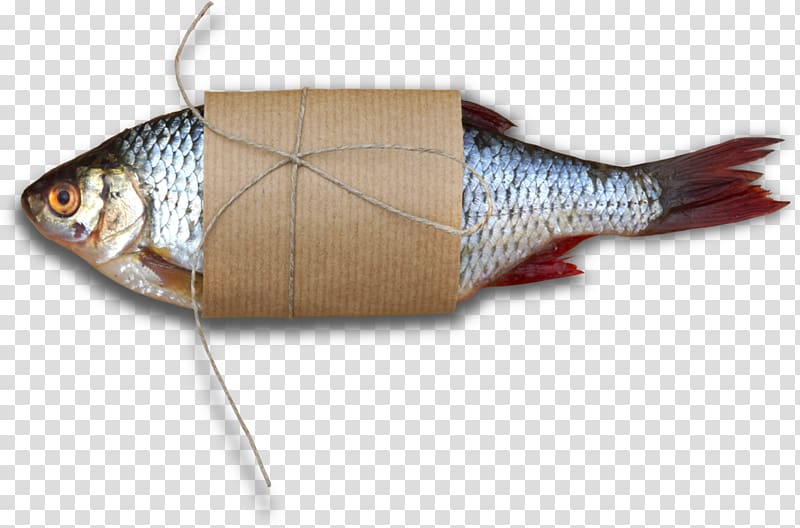 Diabetes mellitus Herring Expert Perch Fish, bant transparent background PNG clipart