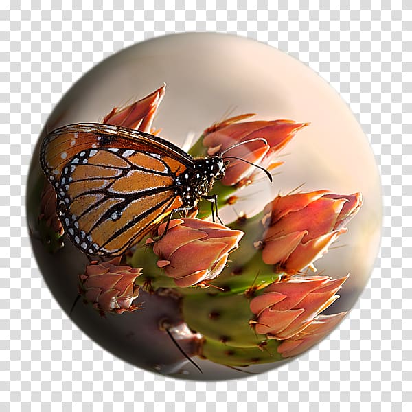 Monarch butterfly Brush-footed butterflies Tiger milkweed butterflies, butterfly transparent background PNG clipart