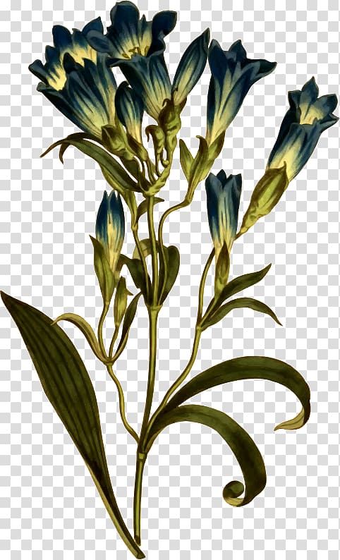 Nordens flora Botany Botanical illustration Curtis's Botanical Magazine, Gentiana Decumbens transparent background PNG clipart