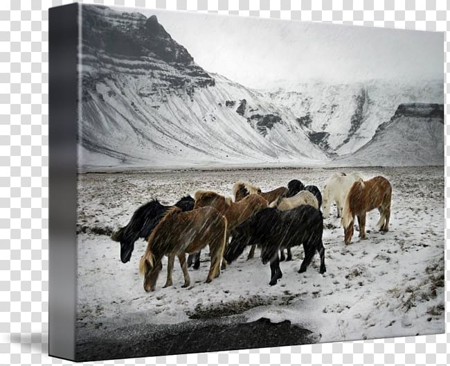 Cattle Mustang Sheep Herd , mustang transparent background PNG clipart