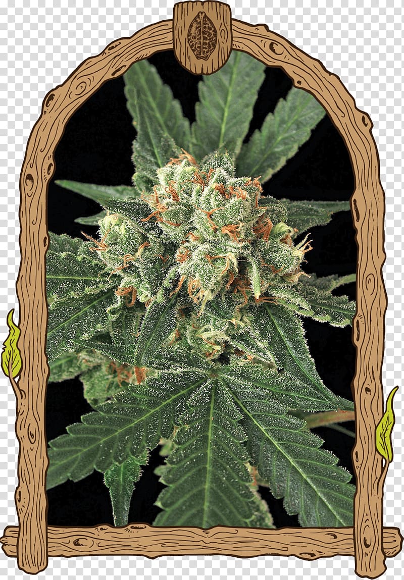 Seed bank Haze Autoflowering cannabis Germination, cannabis transparent background PNG clipart