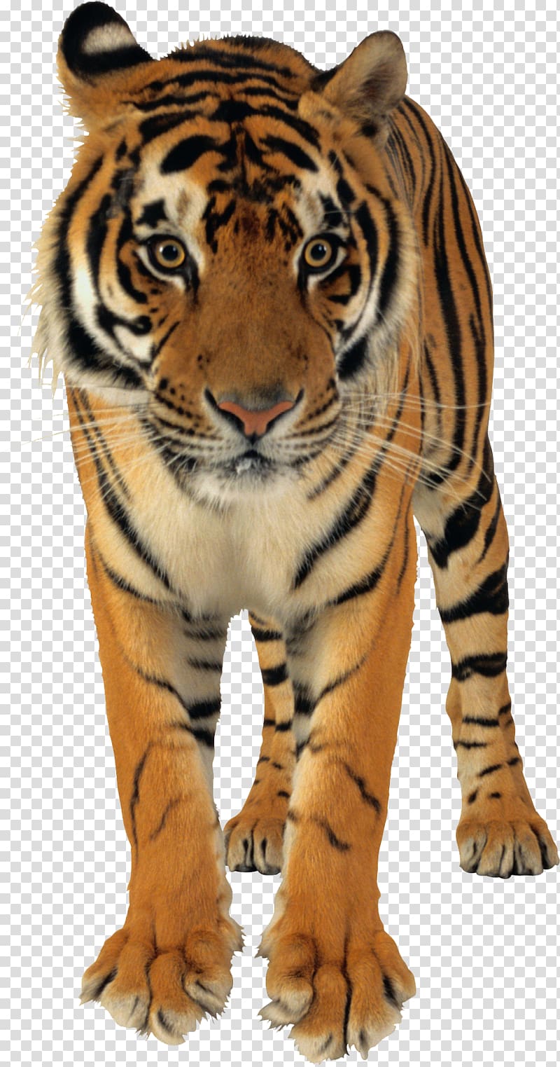 Bengal tiger Lion White tiger, tiger transparent background PNG clipart