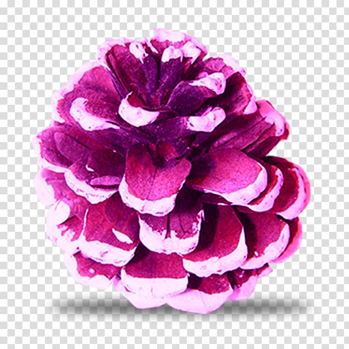 Pine Spruce Conifer cone , Christmas decoration with purple cones transparent background PNG clipart
