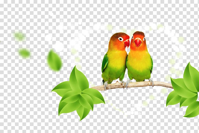 green-and-yellow lovebirds , Parrot Lovebird Budgerigar, parrot transparent background PNG clipart