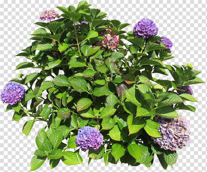 Hydrangea Shrub Groundcover Lawn Annual plant, Hydrangea bush transparent background PNG clipart