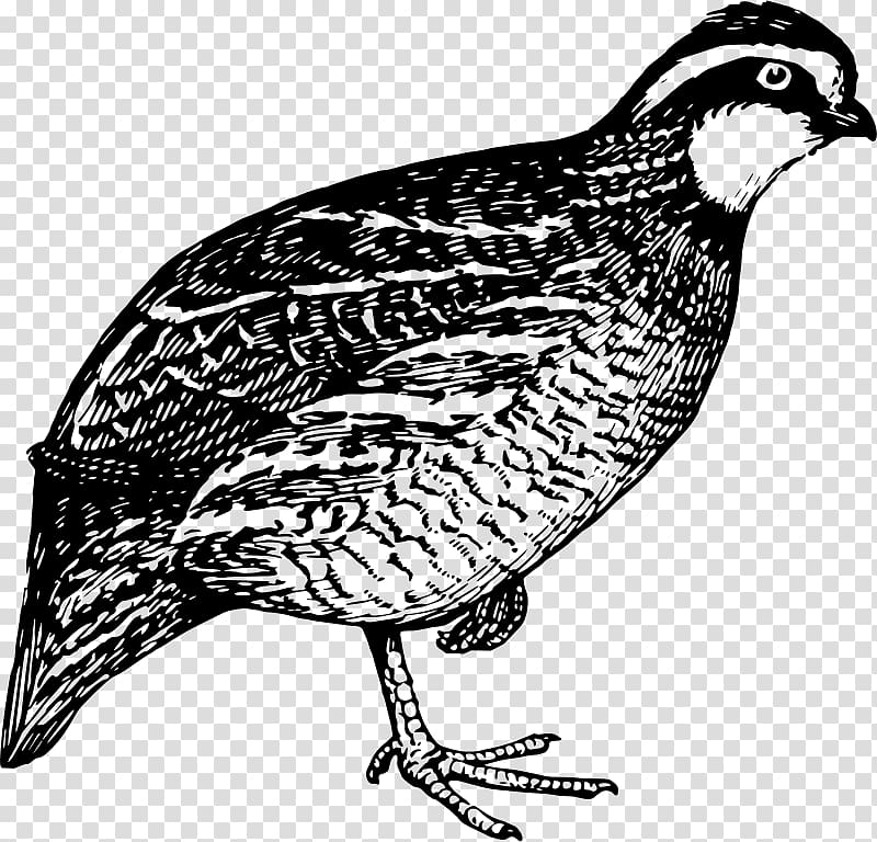 Quail hunting Bird , Quail transparent background PNG clipart