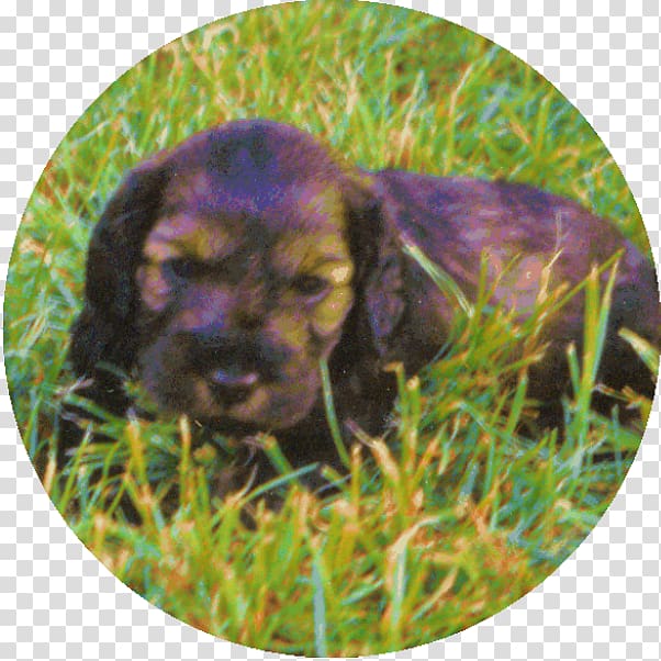 Boykin Spaniel Sussex Spaniel Field Spaniel Irish Setter Puppy, puppy transparent background PNG clipart