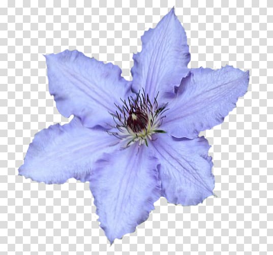 Leather flower Chicory, Clematis transparent background PNG clipart
