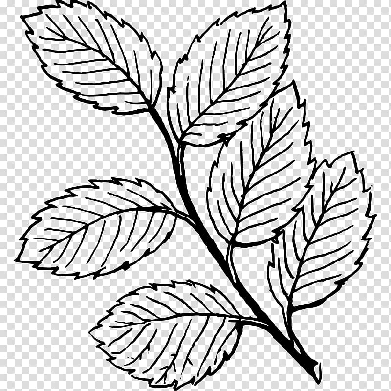 Leaf Drawing Line art , Leaf transparent background PNG clipart