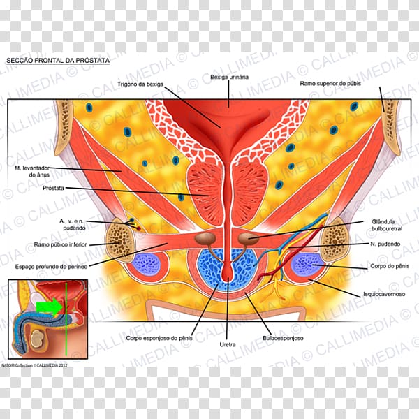 Urinary bladder Anatomy Genitourinary system Prostate Sagittal plane, prostate gland transparent background PNG clipart
