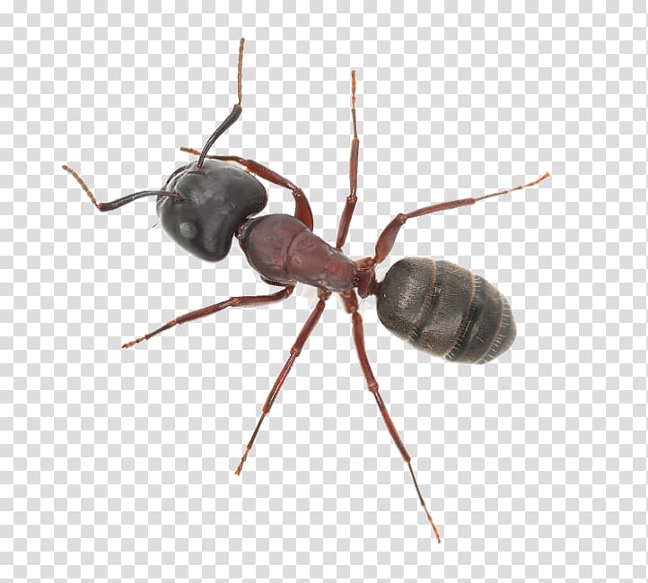 Ant Insect Pest Control Termite, insect transparent background PNG clipart