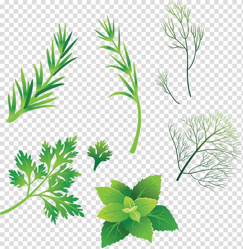 Drawing Herb , peppermint transparent background PNG clipart