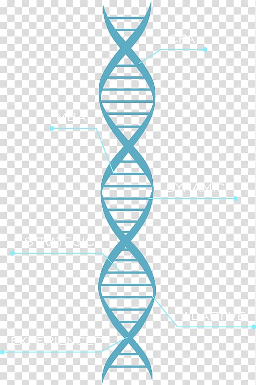 Molecular models of DNA Chromosome Nucleic acid double helix graphics, long addition problems solutions transparent background PNG clipart