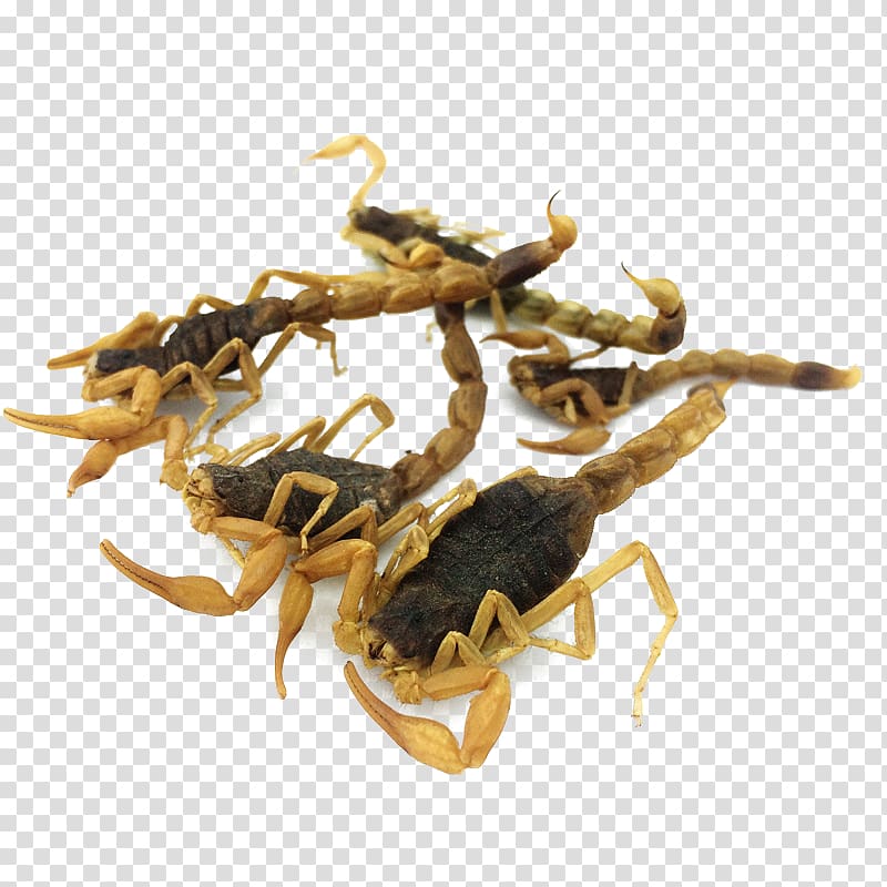 Scorpion Chinese herbology Crude drug, Chinese herbal medicine scorpion transparent background PNG clipart
