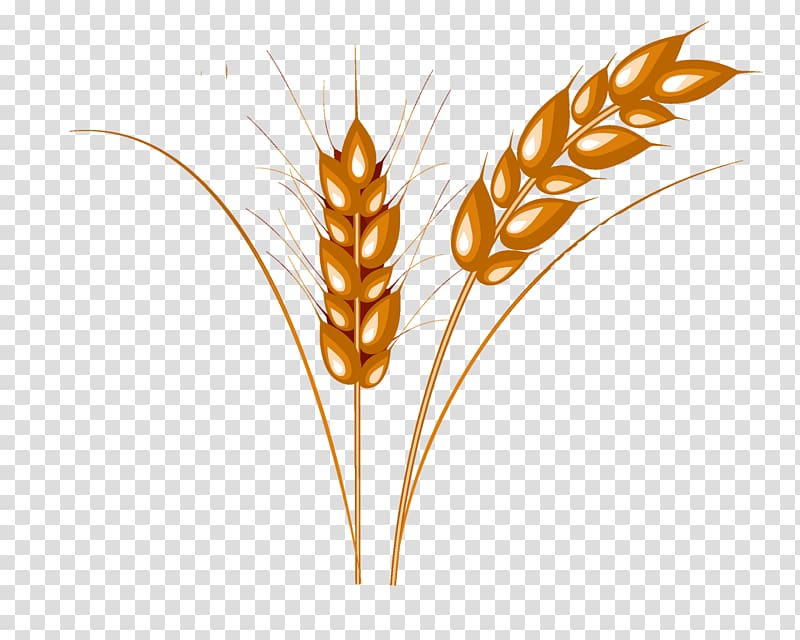 Wheat Caryopsis Cattle, Wheat transparent background PNG clipart