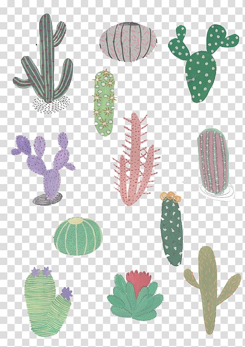 Cactaceae Drawing T-shirt Illustration, Prickly pear cactus variety transparent background PNG clipart