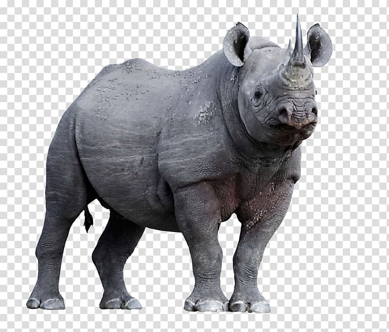 Javan rhinoceros Horn Animal Endangered species, vladimir putin transparent background PNG clipart
