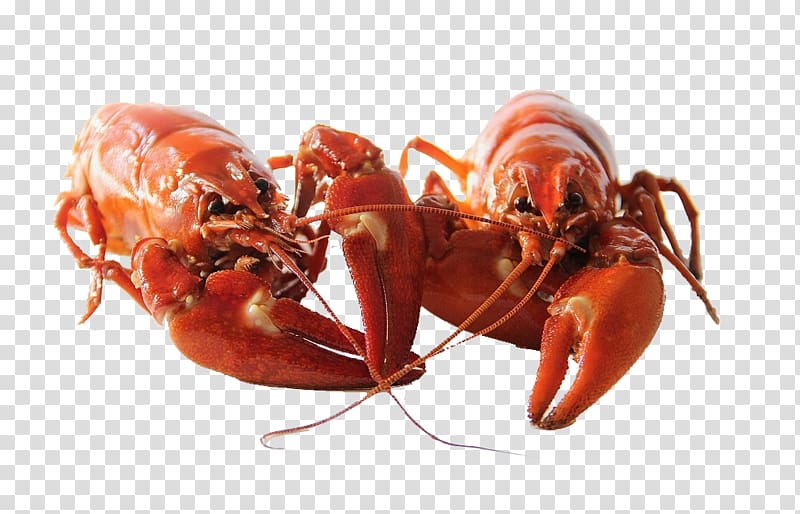 Prawn Homarus gammarus American lobster Crayfish Cangrejo, lobster transparent background PNG clipart