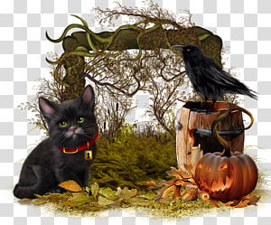 Cat Whiskers, Cat transparent background PNG clipart thumbnail