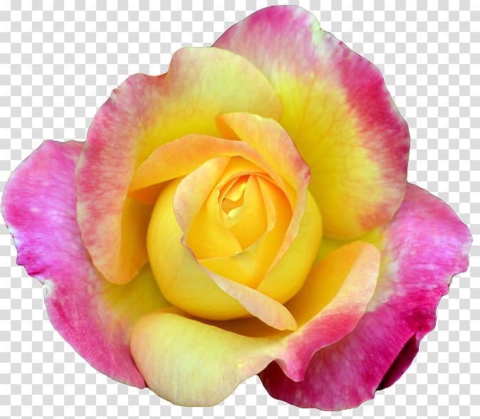 Flower Rosa Peace Hybrid tea rose Garden roses Petal, yellow flowers transparent background PNG clipart