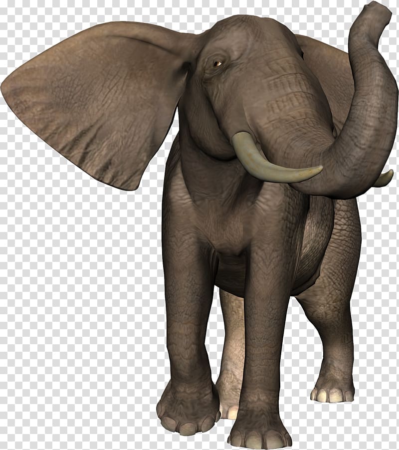 African elephant Indian elephant Animal Lion, elephant transparent background PNG clipart