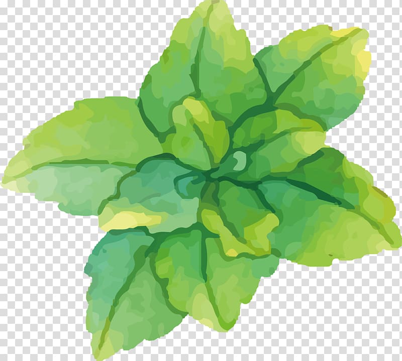 Watercolor painting Green Mint, Water painted green mint transparent background PNG clipart