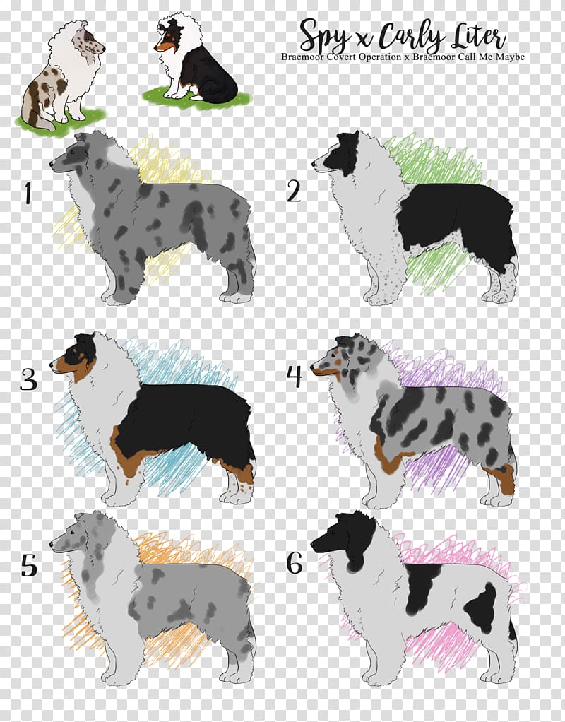 Dog breed Border Collie Rough Collie Companion dog, sheltie transparent background PNG clipart